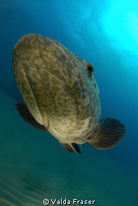 Lovely conditions and a special encounter with a potato b... by Valda Fraser 